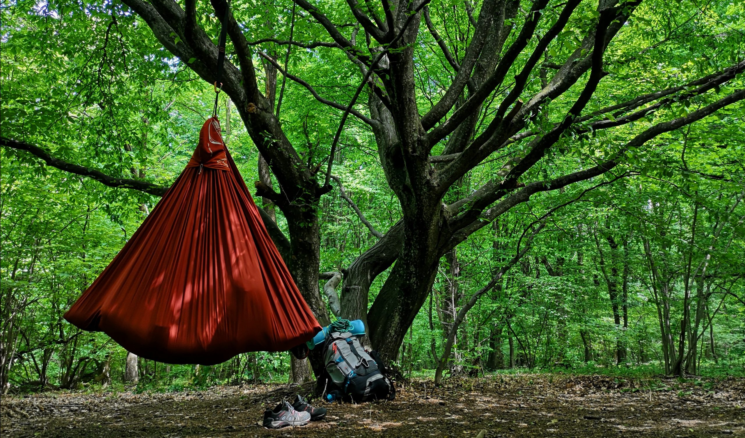 forest hammock